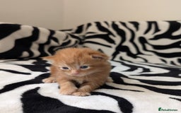 Mixed Breed cats for sale: Kittens - Image 3