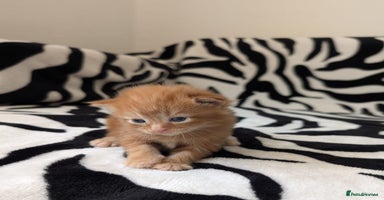 Mixed Breed cats - Advert 6