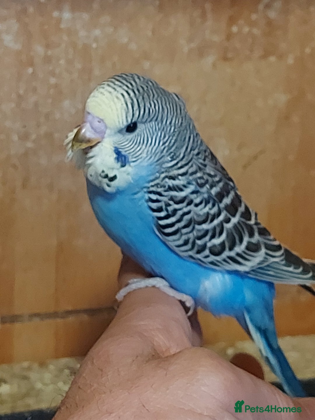 Budgerigars birds for sale: Budgies for sale  - Image 10