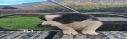 Border Collie dogs for sale: Adorable Puppies - Advert 19