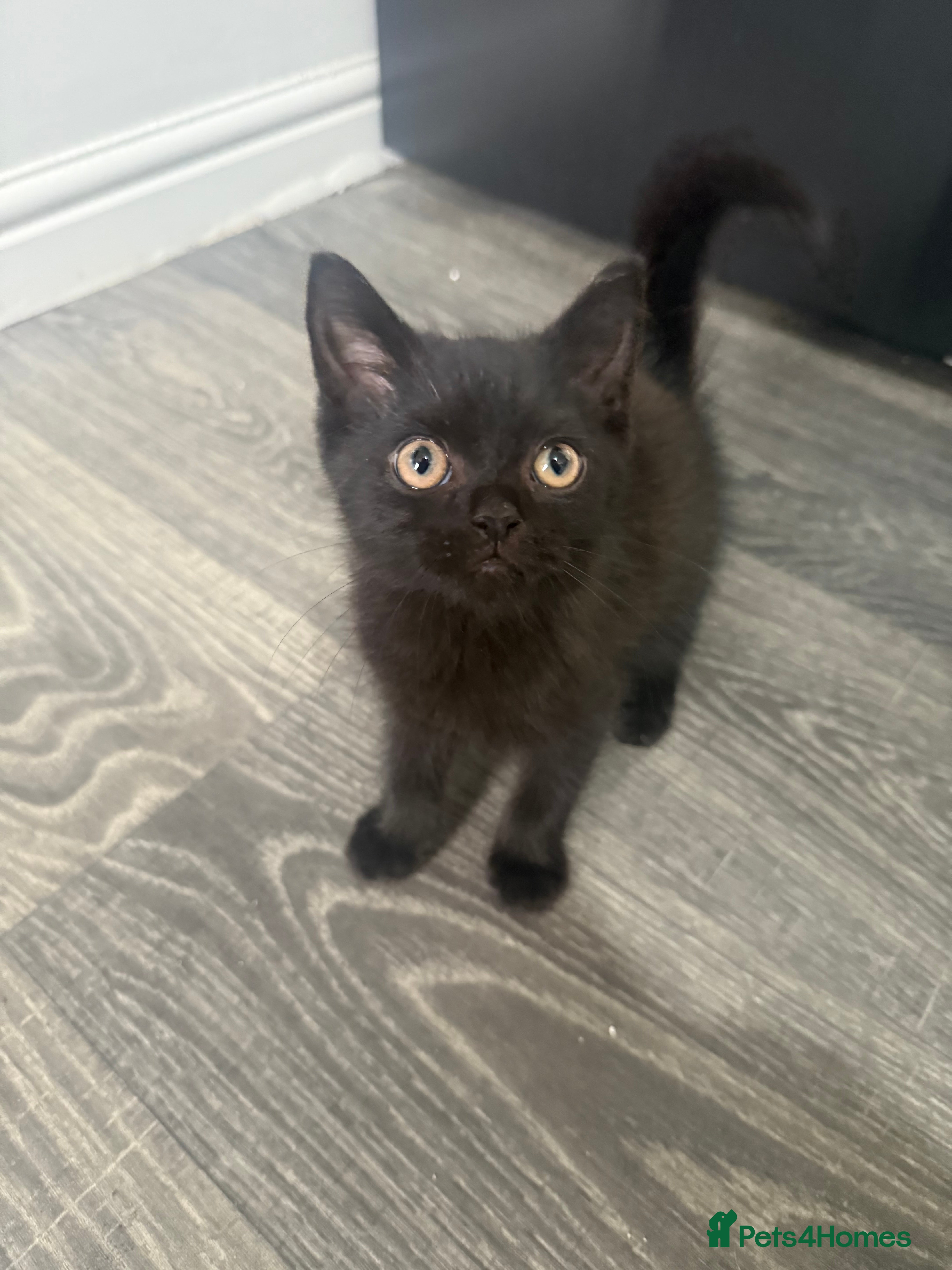 Mixed Breed cats 3 beautiful black domestic kittens £30 each - Advert 2