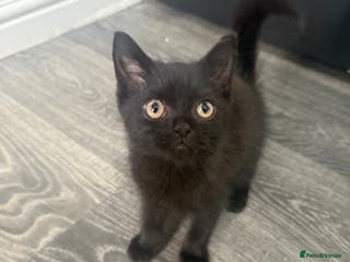 Mixed Breed cats 3 beautiful black domestic kittens £30 each - Advert 2