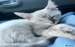Ragdoll cats for sale: 2 ragdoll x bengal kittens  - Image 7