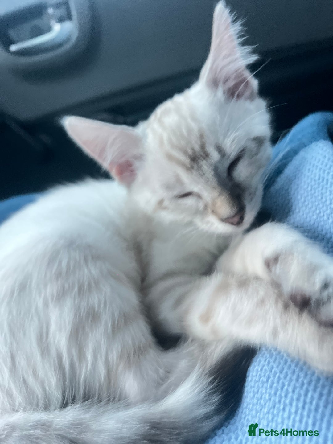 Ragdoll cats for sale: 2 ragdoll x bengal kittens  - Image 7