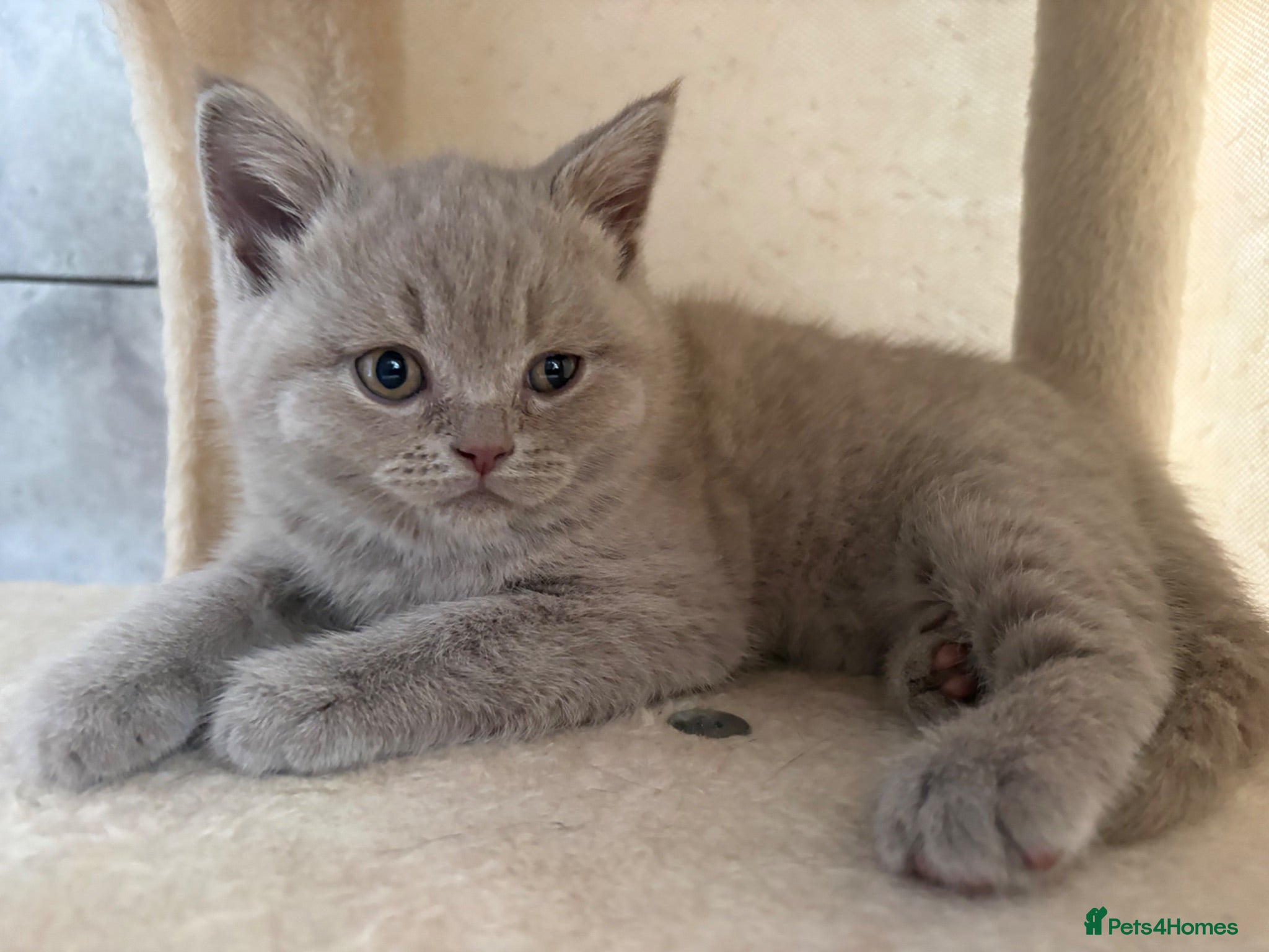 British Shorthair cats British Short Hair Blue and Lillac Kittens Females - Advert 1