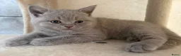 British Shorthair cats for sale: British Short Hair Blue and Lillac Kittens Females - Advert 1
