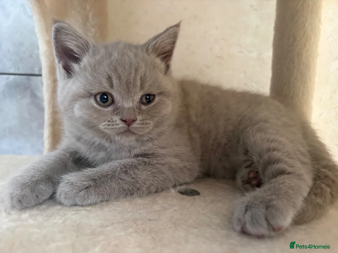 British Shorthair cats for sale: British Short Hair Blue and Lillac Kittens Females - Advert 1