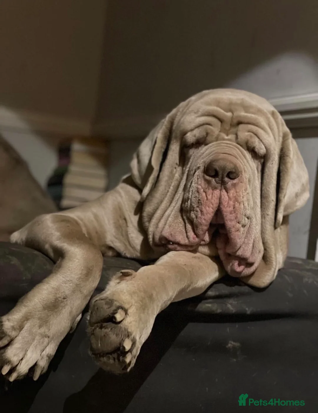 Neapolitan Mastiff dogs for sale: Neapolitan mastiff champion bloodline - Advert 3