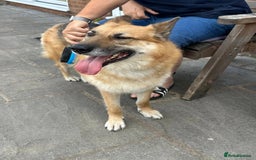 Mixed Breed dogs for adoption: ❤️🐶 LEIA- amazing 5 year-old GSD girl❤️🐶  - Image 6