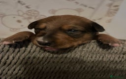 Mixed Breed dogs for sale: 7 Lurcher x collie  - Image 2
