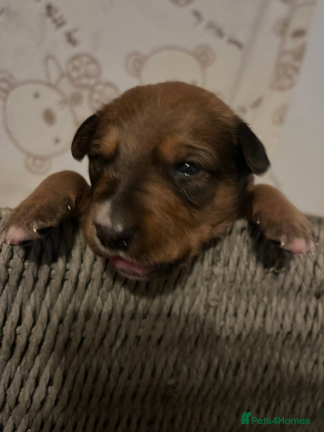 Mixed Breed dogs for sale: 7 Lurcher x collie  - Image 2
