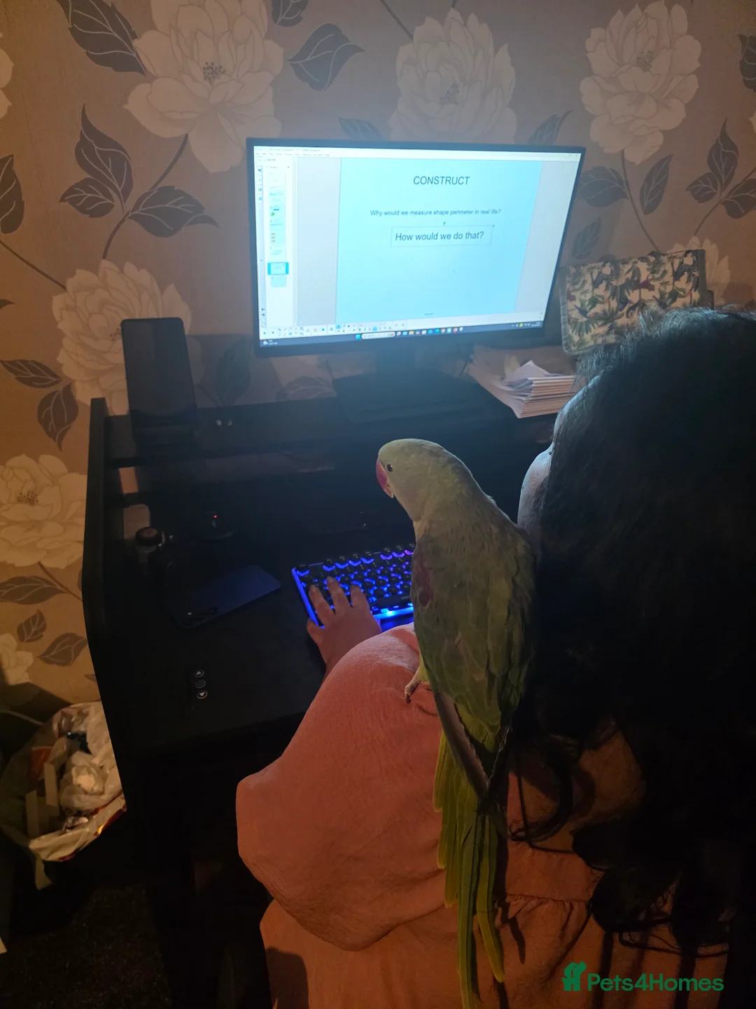 Parrots birds for sale: Tamed Alexandrine Parrot for sell  - Advert 3