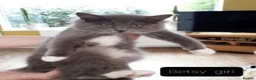 Mixed Breed cats for sale: Maine Coon X Ragdoll (Ragcoon) kittens - Advert 8