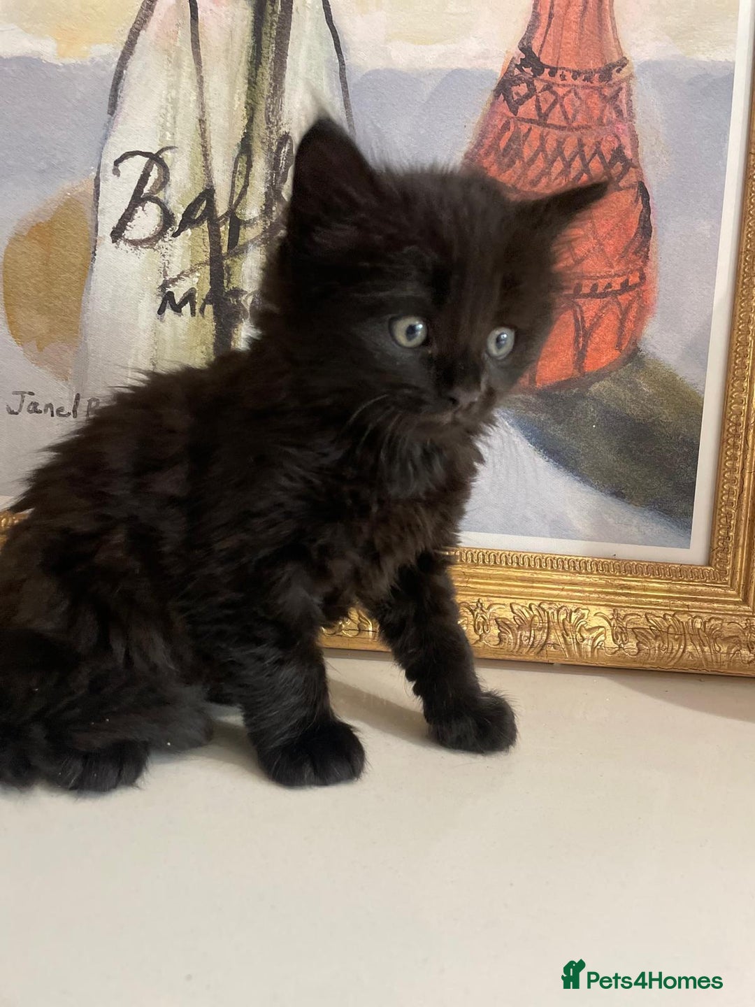 Bengal cats for sale: Ready now! Stunning loving family kittens  - Image 2