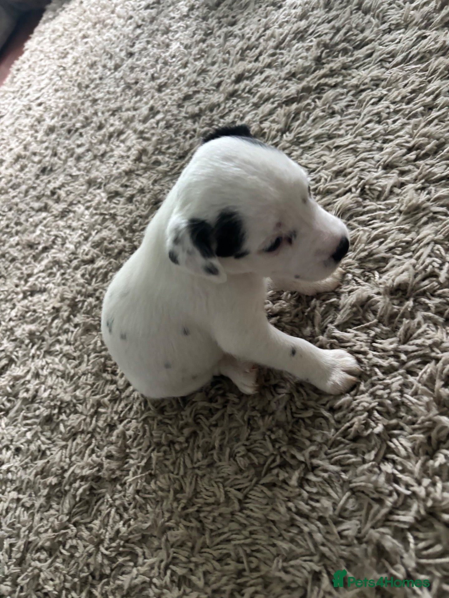 Mixed Breed dogs Jack Russell cross pups - Advert 16