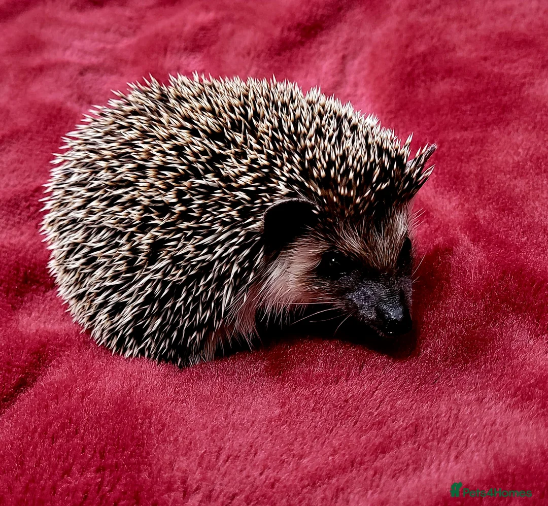 Pygmy Hedgehog rodents for sale: African Pygmy Hedgehog - Advert 1