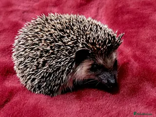 Pygmy Hedgehog rodents African Pygamy Hedgehog - Advert 3