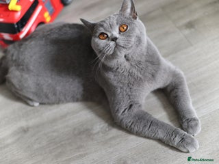 British Shorthair cats ❤️🔥IMPORTED PARENTS ACTIVE BSH❤️🔥 - Advert 2