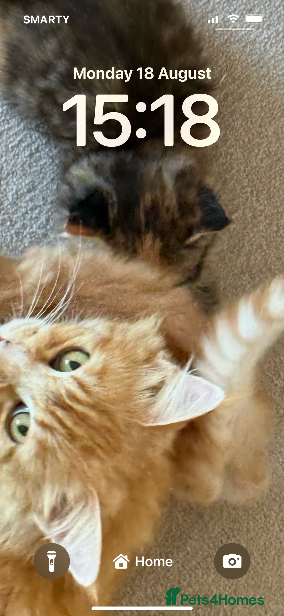 Mixed Breed cats for sale: Tortoiseshell Girl  - Image 3