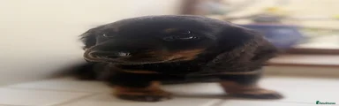 Miniature Dachshund 1