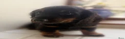 Miniature Dachshund dogs for sale: Stunning Miniature Dachshunds  - Advert 16