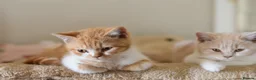 British Shorthair cats for sale: British shorthair kittens  - Advert 8