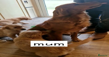Golden Retriever dogs - Advert 4