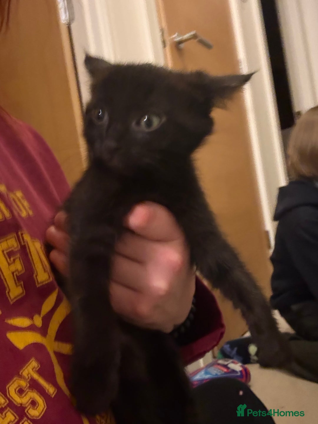 British Shorthair cats for sale: 4 kittens - Advert 3