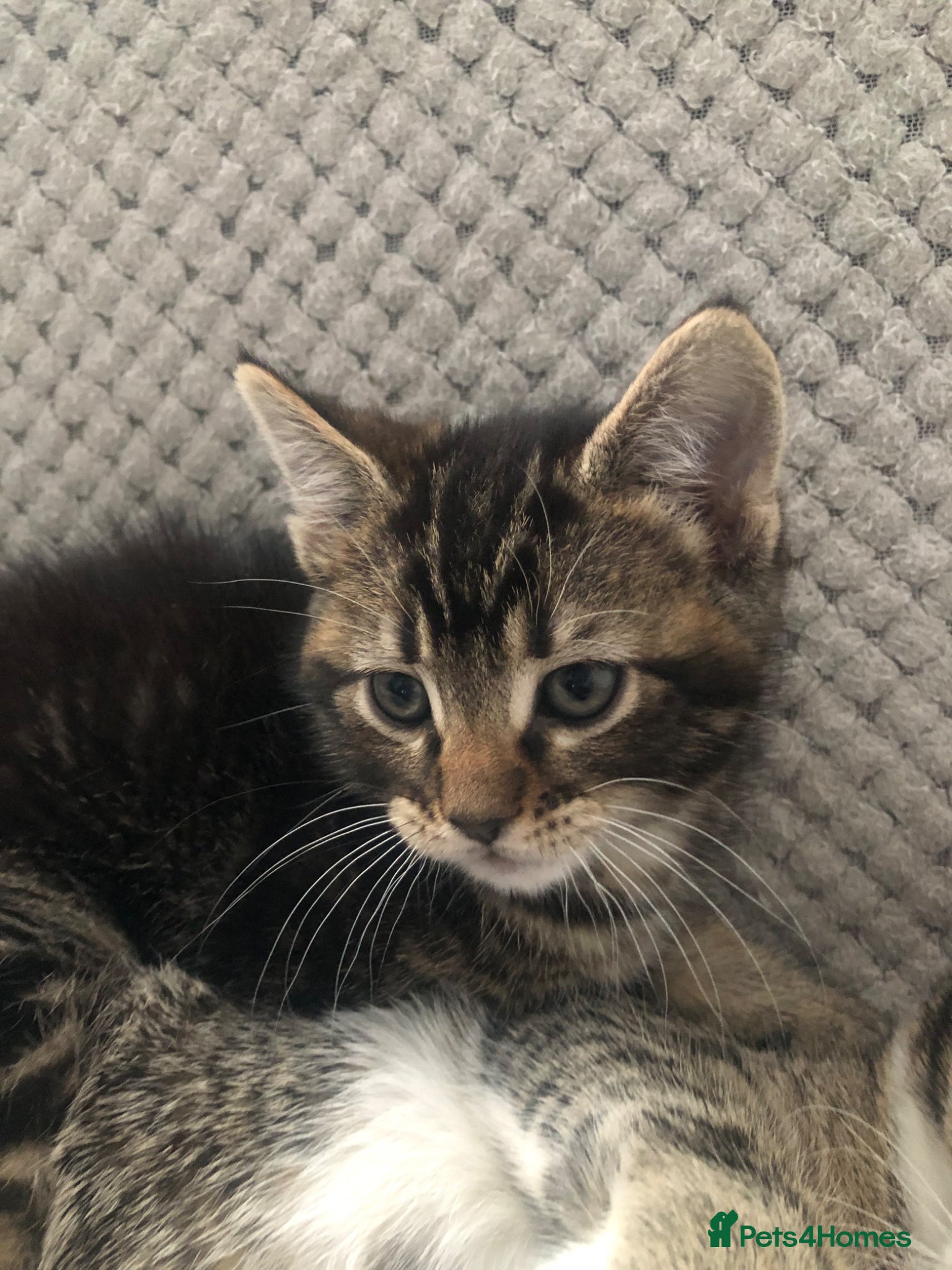 Mixed Breed cats Kitten male 9weeks ready to go - Advert 1