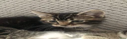 Mixed Breed cats for sale: Kitten male 9weeks ready to go in Enfield - Advert 1