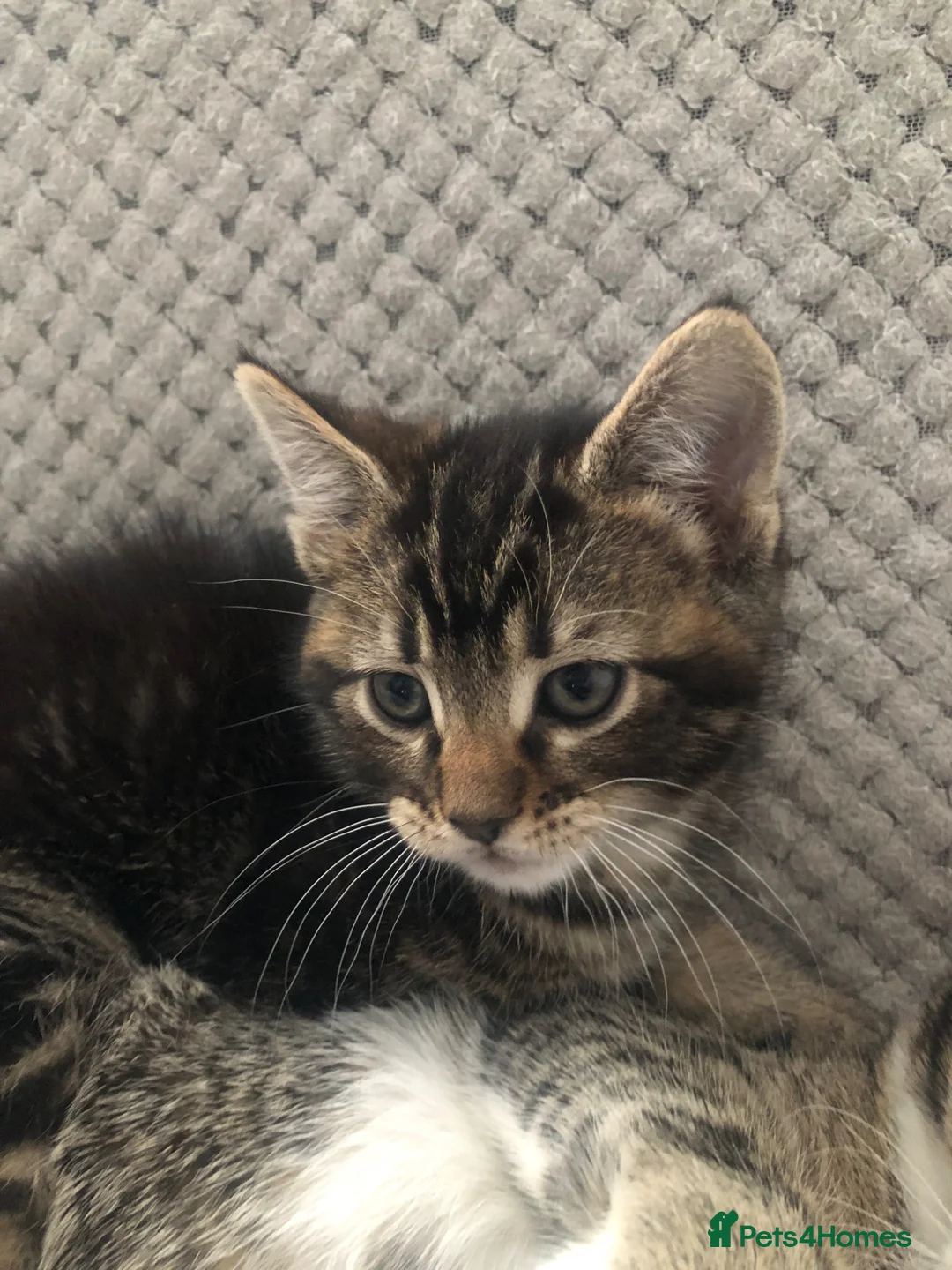 Mixed Breed cats for sale: Kitten male 9weeks ready to go in Enfield - Advert 1