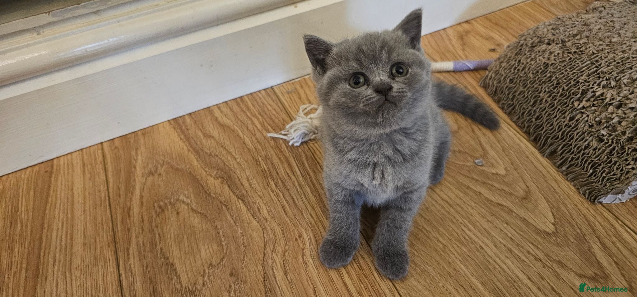British Shorthair cats GCCF British Shorthair Kittens - Advert 3