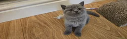 British Shorthair cats for sale: GCCF British Shorthair Kittens - Advert 10