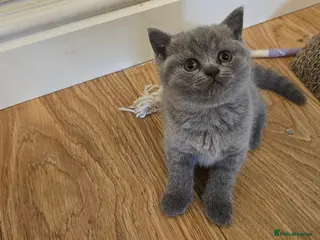 British Shorthair cats GCCF British Shorthair Kittens - Advert 3