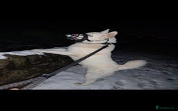 Akita dogs for sale: Male American akita  - Image 2