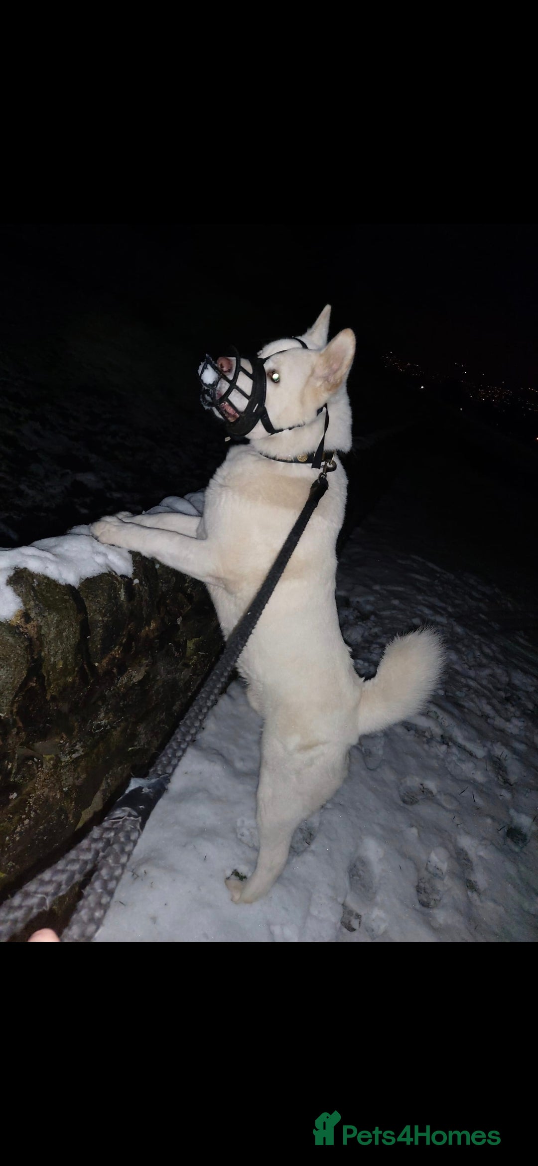 Akita dogs for sale: Male American akita  - Image 2