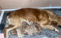 Golden Retriever dogs for sale: Pure bred Golden Retriever puppies - Image 16