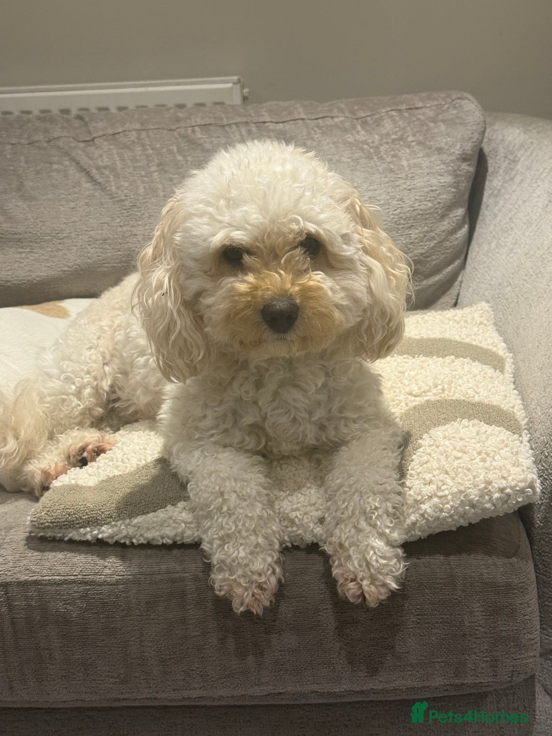 Cavapoo dogs for sale: 4 Beautiful f1b Cavapoo Puppies  - Advert 11