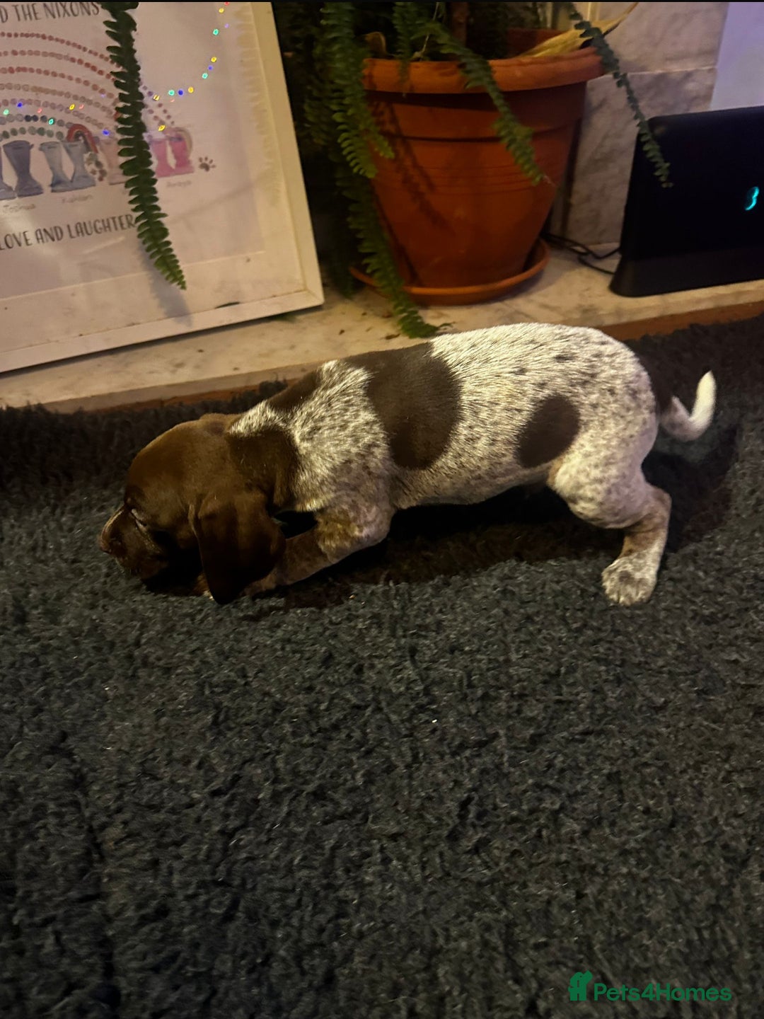 German Shorthaired Pointer dogs for sale: German shorthaired pointer pups - Advert 14
