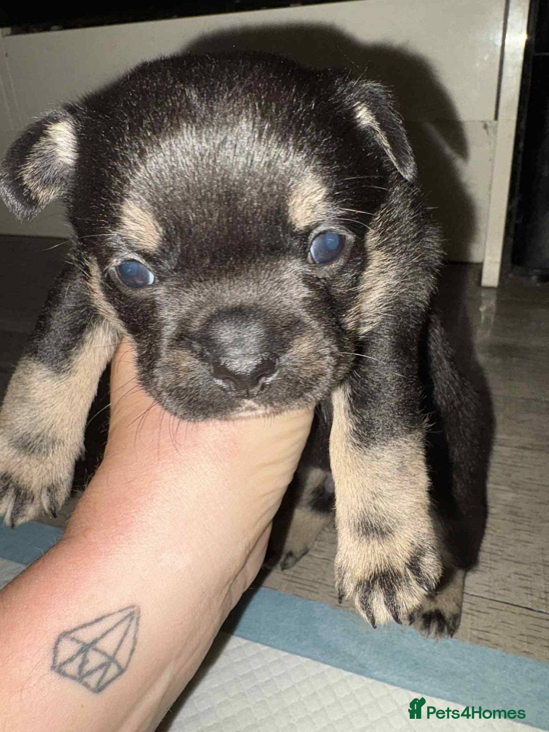 Mixed Breed dogs for sale: French Pom puppies  - Advert 10