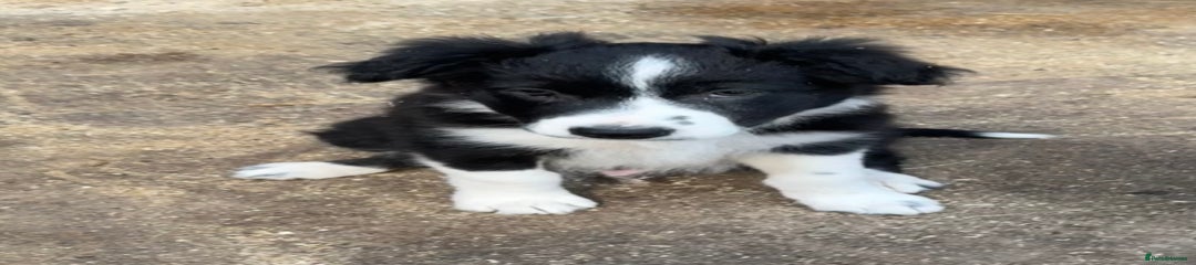 Border Collie Puppy 3