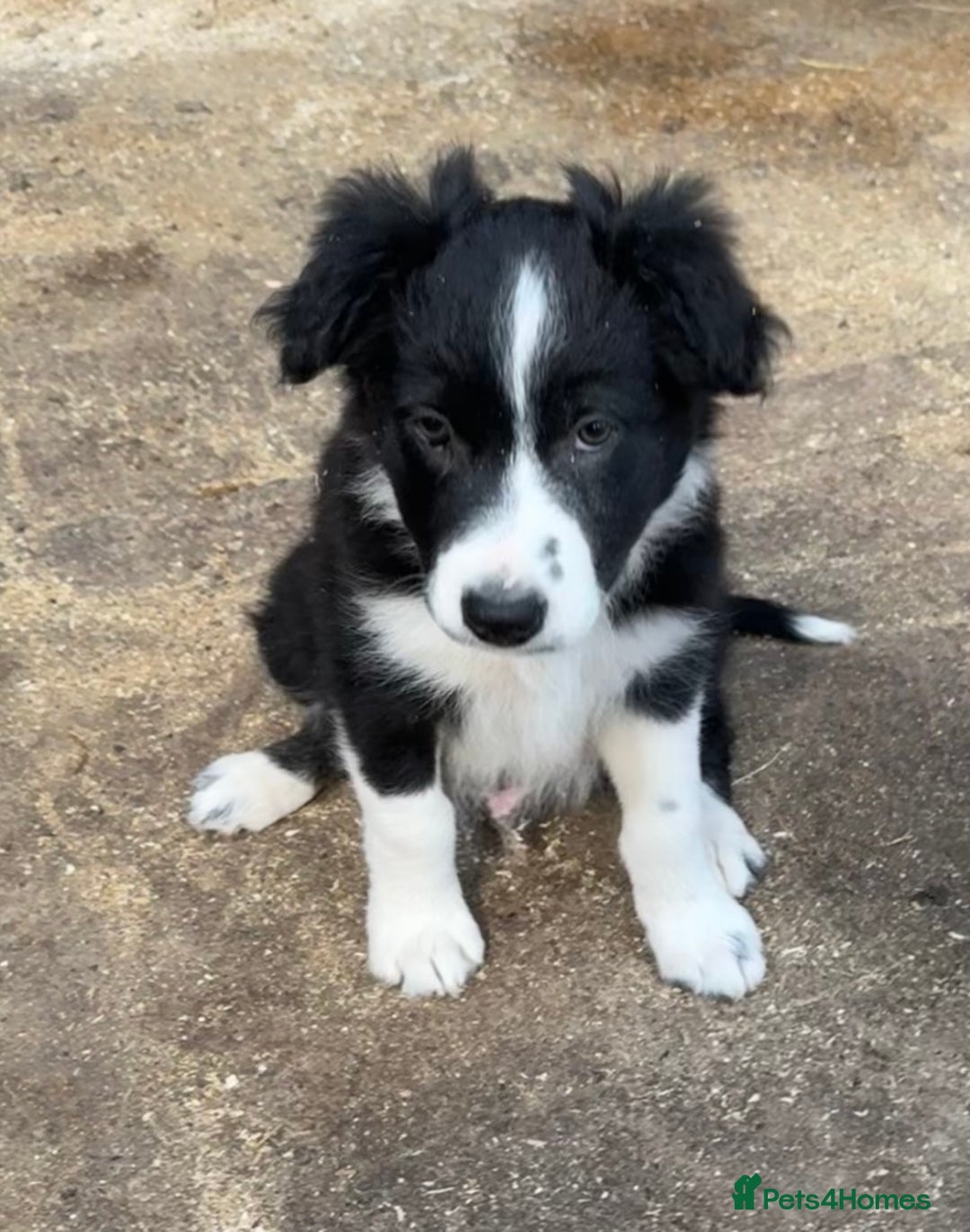 Border Collie dogs for sale: Beautiful Border Collie Puppies - Image 8