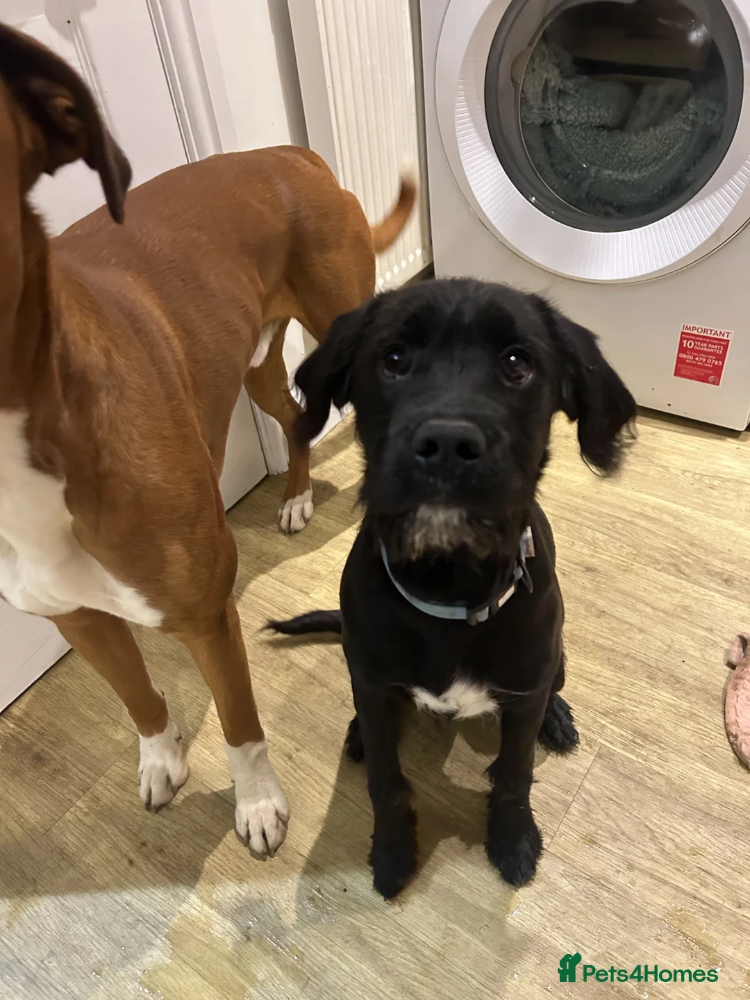 Mixed Breed dogs for sale:  Boxer-Doodle - Advert 1