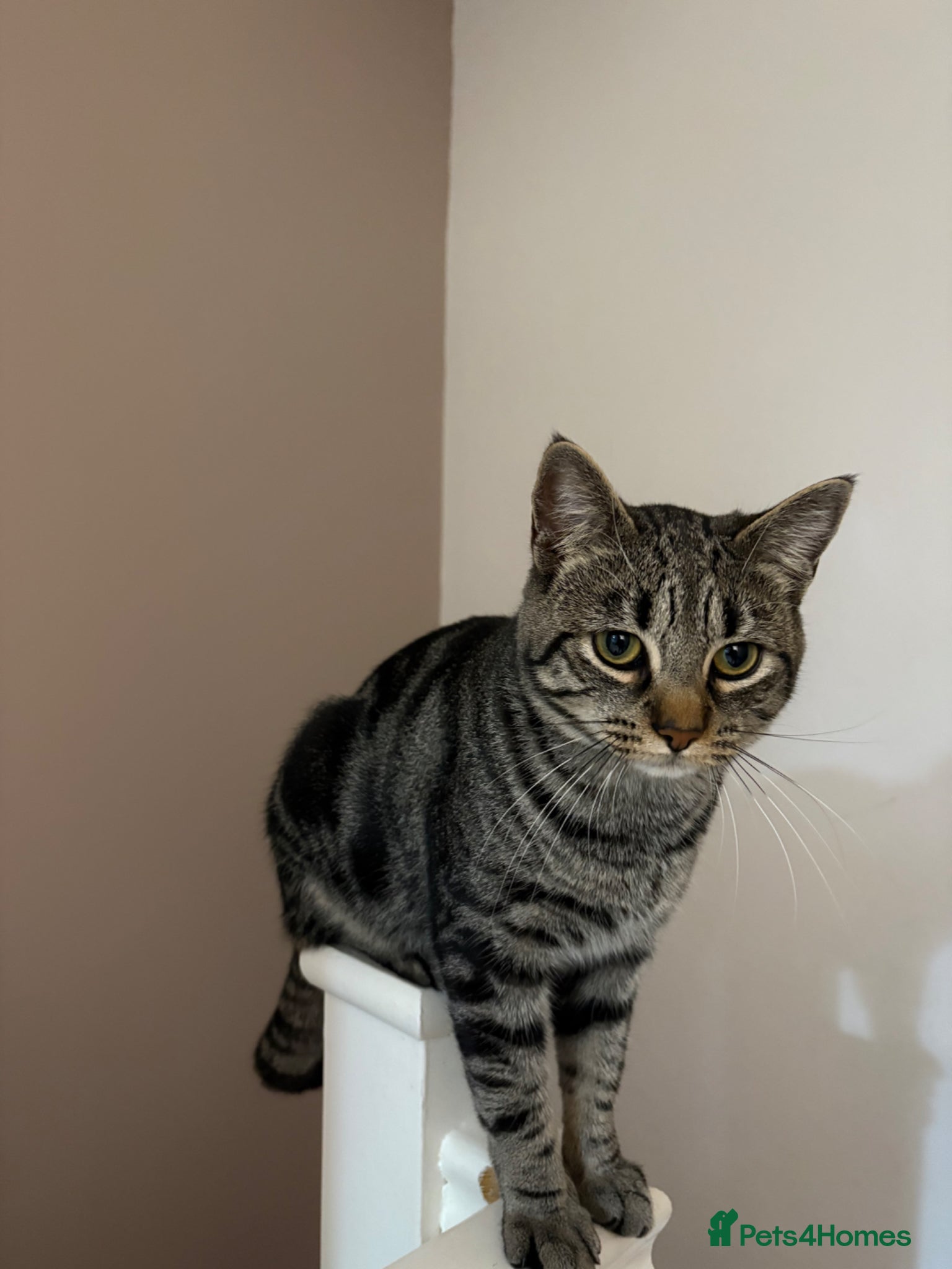 Domestic Shorthair cats 1 year Old Male Tabby Cat - Advert 2