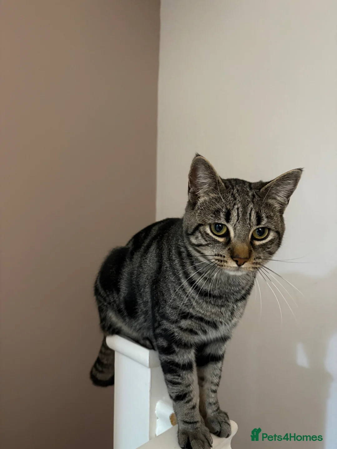 Domestic Shorthair cats for sale: 1 year Old Male Tabby Cat in Loughborough - Advert 1