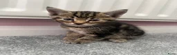 Mixed Breed cats for sale: 5 beautiful kittens forsale - Advert 5