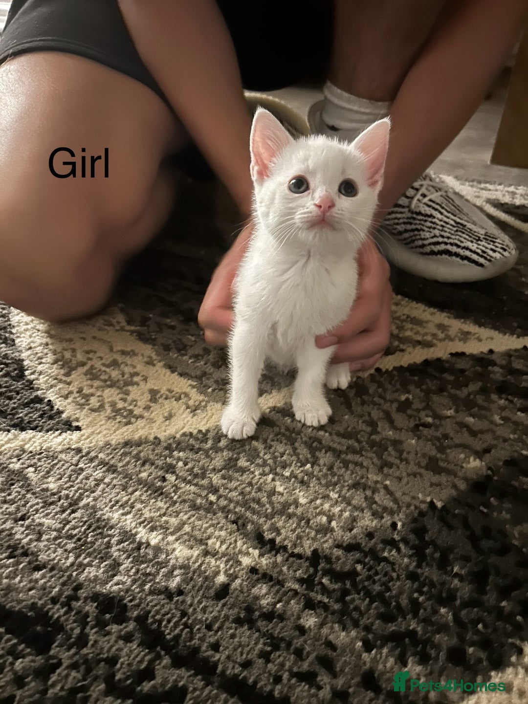 Mixed Breed cats for sale: Beautiful kittens - Image 3