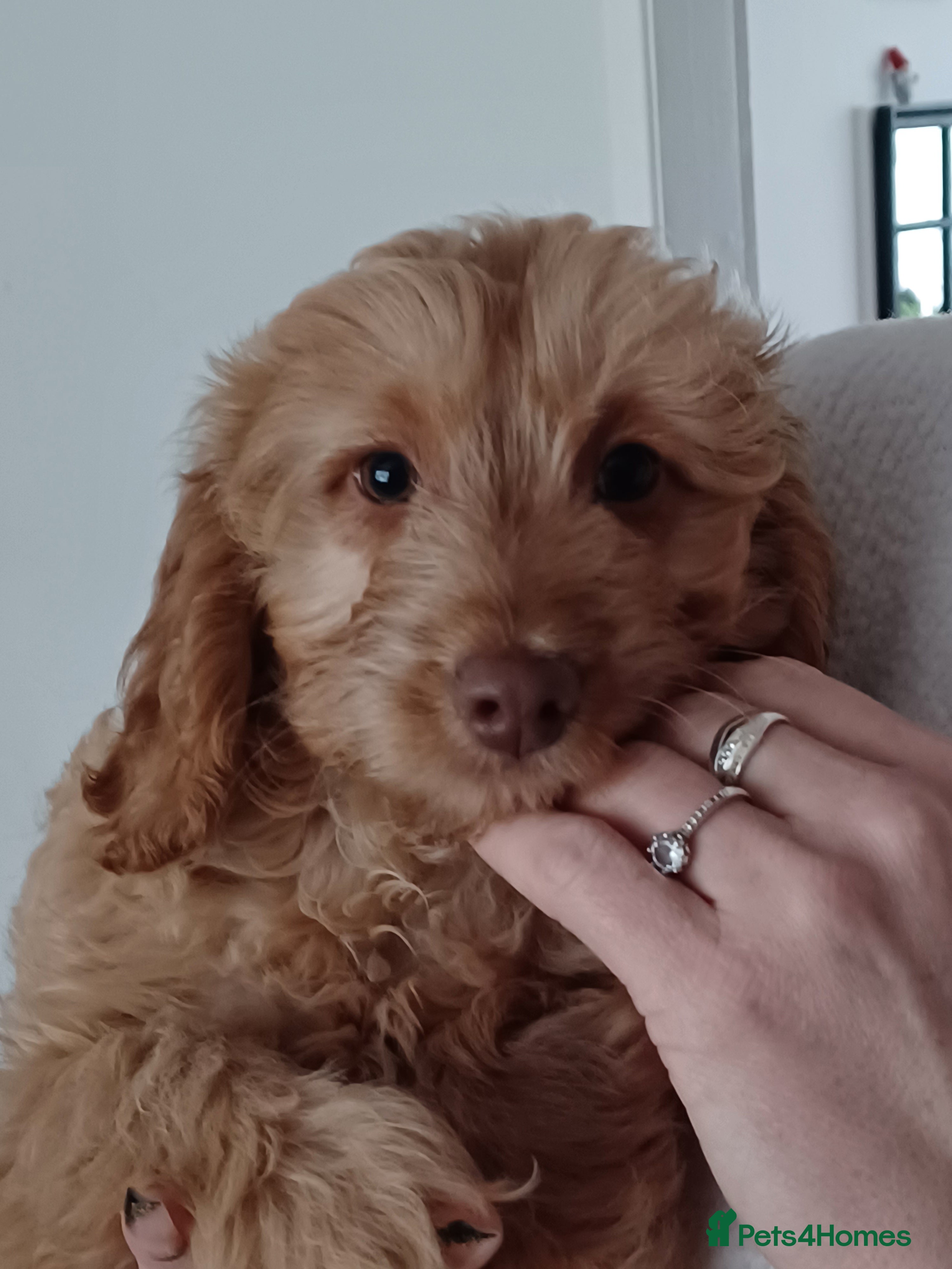 Cavapoo dogs 🩵💙lovley boy🩵💙 - Advert 4