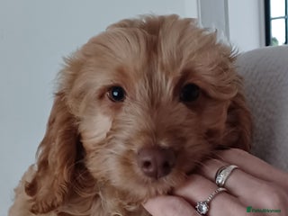 Cavapoo dogs 🩵💙lovley boy🩵💙 - Advert 4