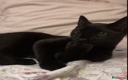 Domestic Shorthair cats for sale: Cat for rehoming  - Image 1